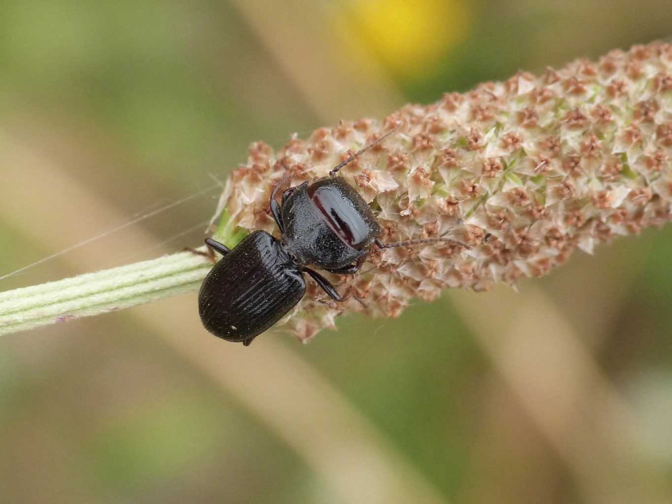 Piccolo Ditomus clypeatus che raccoglie semi